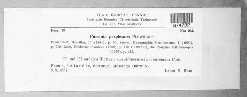 Puccinia recondita image